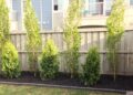 Deck And Fence Restoration In Edmonton: Is Your Wood Actually Dying?
