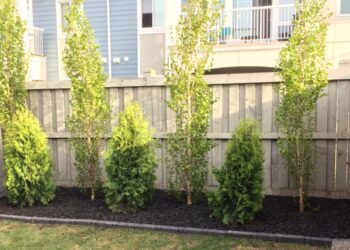 Deck And Fence Restoration In Edmonton: Is Your Wood Actually Dying?