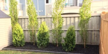 Deck And Fence Restoration In Edmonton: Is Your Wood Actually Dying?