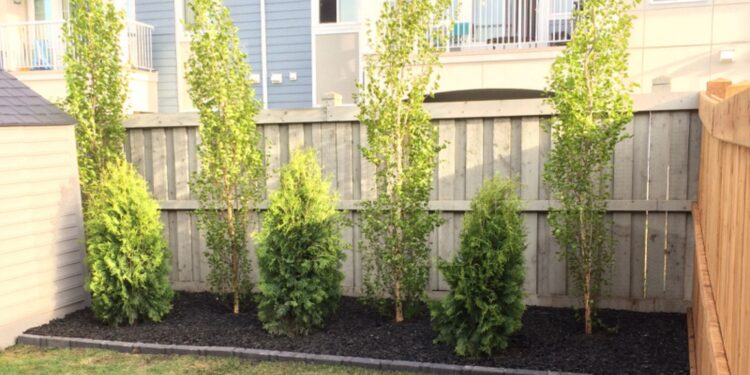 Deck And Fence Restoration In Edmonton: Is Your Wood Actually Dying?