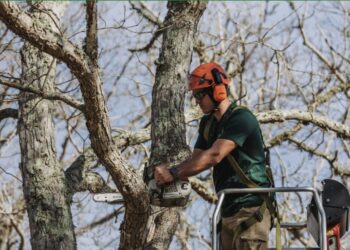 Who Offers Reliable Tree Removal In Martha's Vineyard Today?