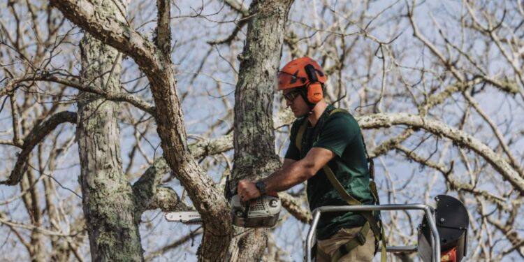Who Offers Reliable Tree Removal In Martha's Vineyard Today?