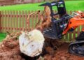 What To Do When A Stump Is Too Close To Another Tree