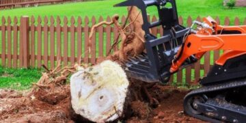 What To Do When A Stump Is Too Close To Another Tree