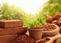 Why Choose Kaya Sustainable Coir Solutions for Healthy Plants?
