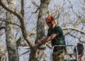 Your Tree Survived the Storm. Is It Actually Safe?