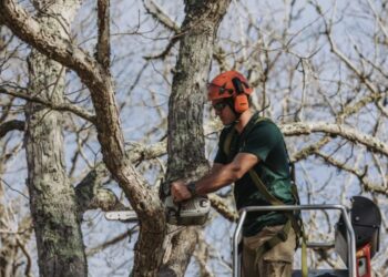 Your Tree Survived the Storm. Is It Actually Safe?
