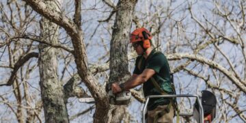 Your Tree Survived the Storm. Is It Actually Safe?
