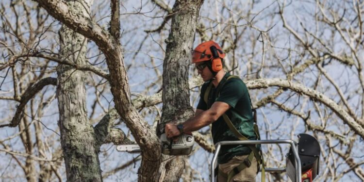 Your Tree Survived the Storm. Is It Actually Safe?